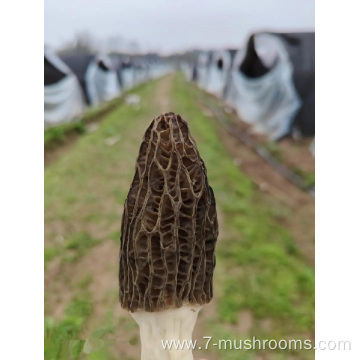 Frozen Cooked Morel Mushroom-400G